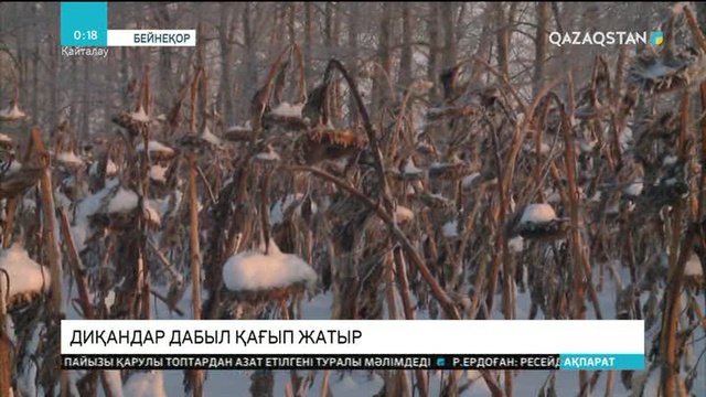 Шығысқазақстандық диқандар дабыл қағып жатыр