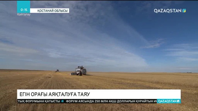 Қостанай облысында алқаптағы астықтың 80 пайызы орылып бітті