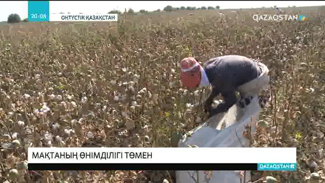 Биыл мақтаның өнімділігі төмен