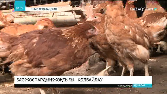 Бас жоспардың жоқтығы - қолбайлау