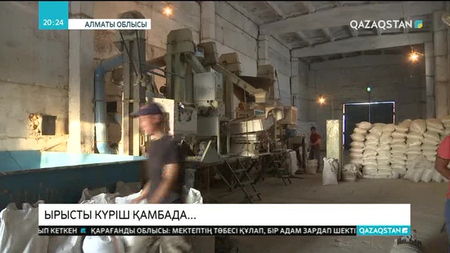 Алматы облысында күріш ору науқаны қарқын алды