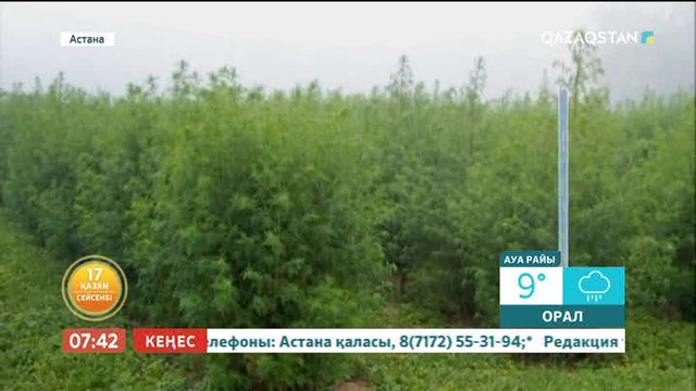 «Таңшолпан». Жусан қатерлі ісікке ем (ВИДЕО)