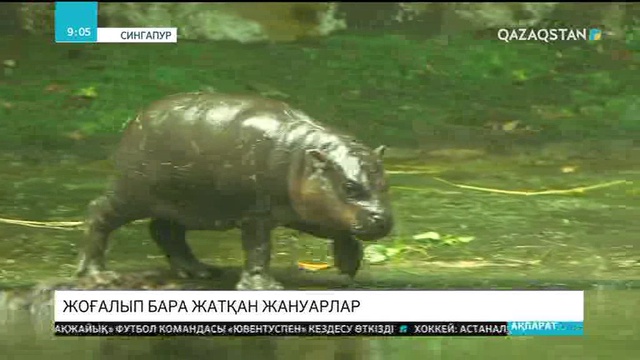 Сингапурда жоғалып бара жатқан жануарлардың балалары табылды
