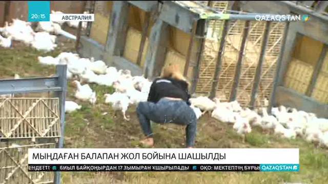 Австралияның Джелонг қаласында мыңдаған балапан тиелген жүк машинасы аударылды