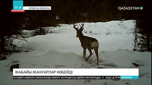«Жоңғар Алатауы» табиғи паркі аумағында жабайы жануарлар саны артып келеді