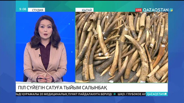 Гонконгта піл сүйегін сатуға тыйым салынбақ