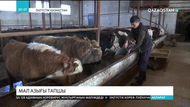 Оңтүстік Қазақстан облысында мал азығы тапшы