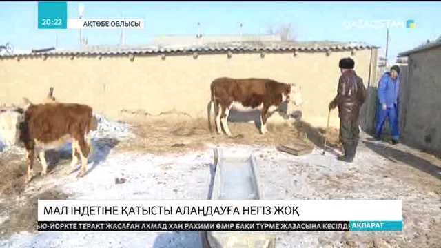 Мамандар: Ақтөбе облысындағы мал індетіне қатысты алаңдауға негіз жоқ