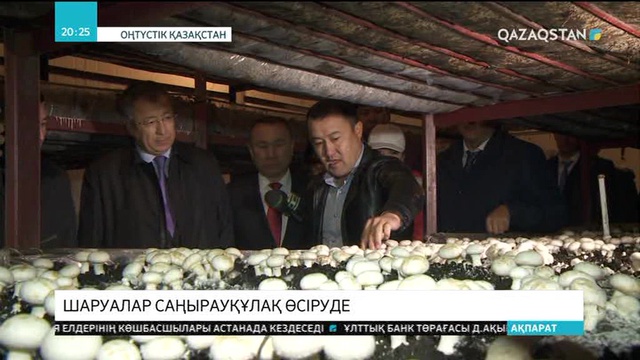 Оңтүстікқазақстандық шаруалар шампиньон саңырауқұлағын өсіруде