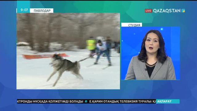 Павлодарда ең жүйрік иттер анықталды