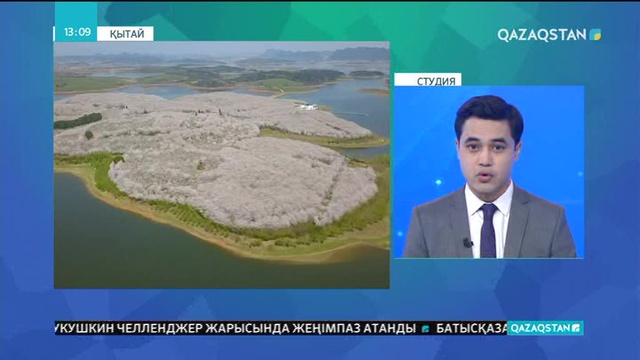 Қытайдың Гуйчжоу провинциясында шие ағашы гүлдеді