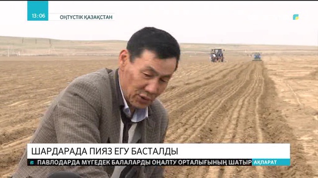 Шардарада пияз егу басталды