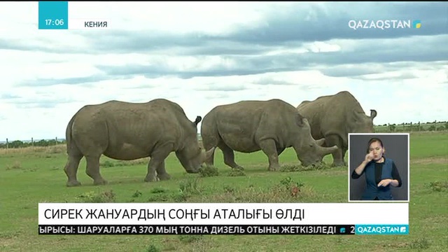 Кенияда сирек жануардың соңғы аталығы өлді