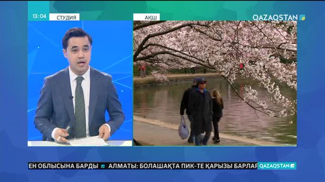 Вашингтонда шие ағаштары гүлдей бастады