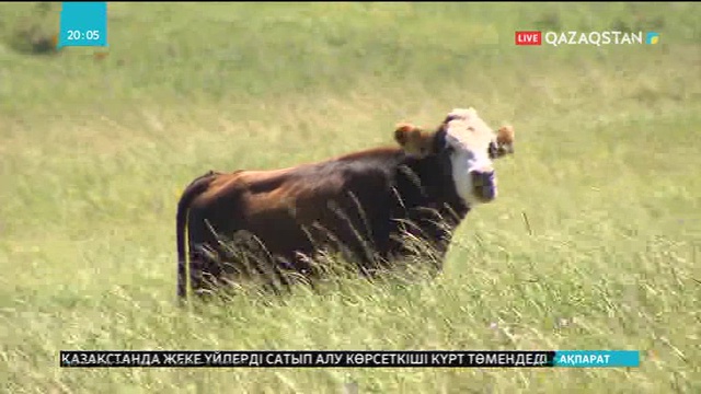 Қазақы ақбас сиырдың санын көбейту керек