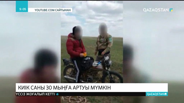 Батыс өңірдегі киік саны 30 мыңға артуы мүмкін