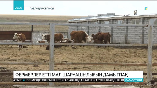 Павлодарлық фермерлер етті мал шаруашылығын дамытпақ