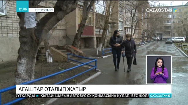 Петропавлда ескі ағаштарды түбімен қопарып жатқандар көпшіліктің ашу-ызасын тудырды