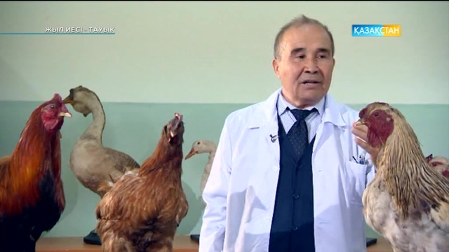 Жыл иесі - Тауық (Толық нұсқа)