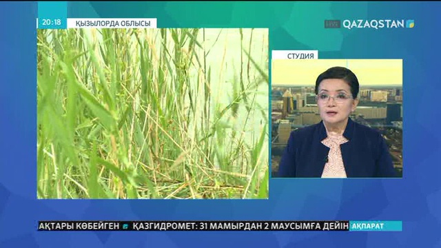 Сыр диқандары 81 мың гектар жерге күріш екті