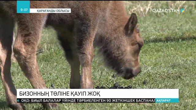 Қарқаралы ұлттық табиғат паркінде бизон төлдеді
