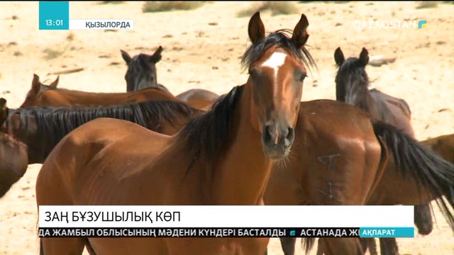 Қызылорда облысында мемлекеттік қызмет көрсету бойынша ауыл шаруашылығы саласында құқықбұзушылық көп