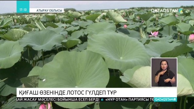 Қиғаш өзенінде лотос гүлдеп тұр