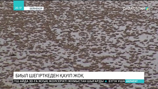 Биыл егістікке шегірткеден қауіп жоқ