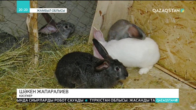 Жамбыл облысында жетпістен асқан қария қоян өсіруді қолға алды