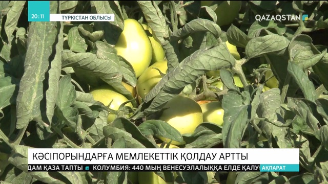 Өмірзақ Шөкеев Түркістан облысының агросаладағы әлеуетін бағамдады