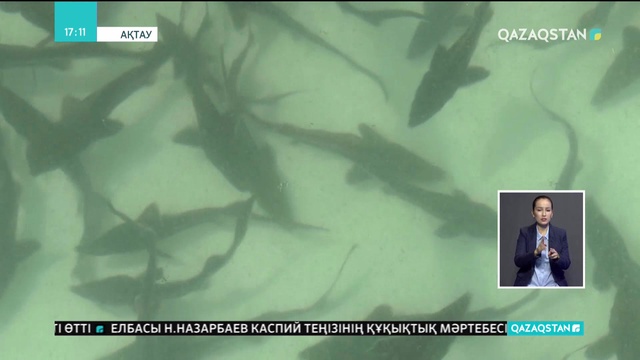 Каспий саммитінен кейін бес елдің президенті теңізге бекіре шабақтарын жіберді