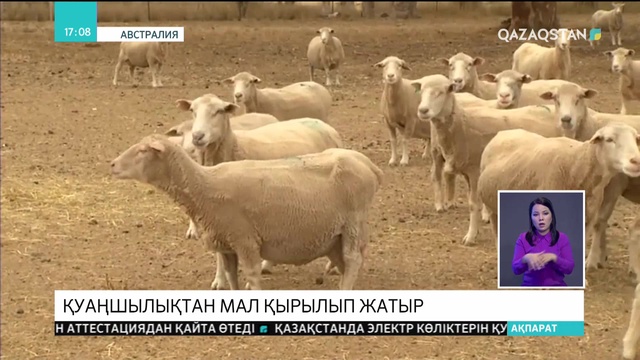Австралияда қуаңшылықтан мал қырылып жатыр