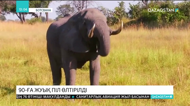 Ботстванада 90-ға жуық піл өлтірілді