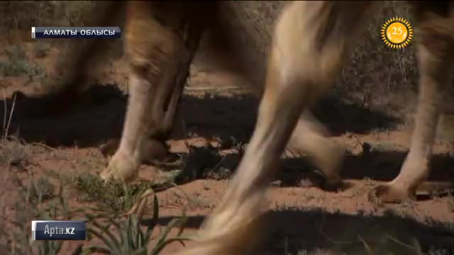 Тәуелсіздік пен «Қазақ» көшіне - 25 жыл  толуына орай «Көш және Көшбасшы» атты ауқымды шара өтті