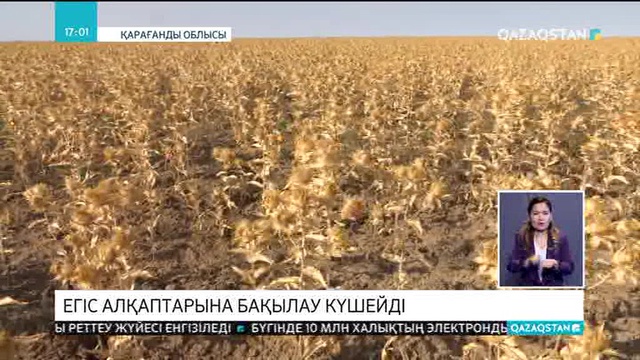 Егіс алқаптарына бақылау күшейді