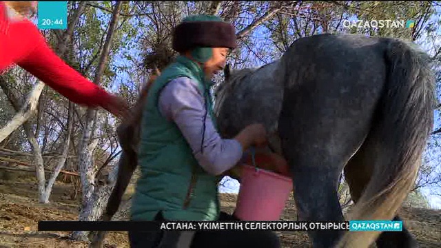 Қалада ат ұстайтын қазақ