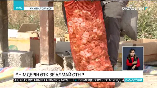 Жамбылдық бағбандар өсірген алмаларын өткізе алмай қиналуда