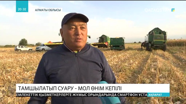 Алматы облысында жүгері жинау науқаны қарқын алды