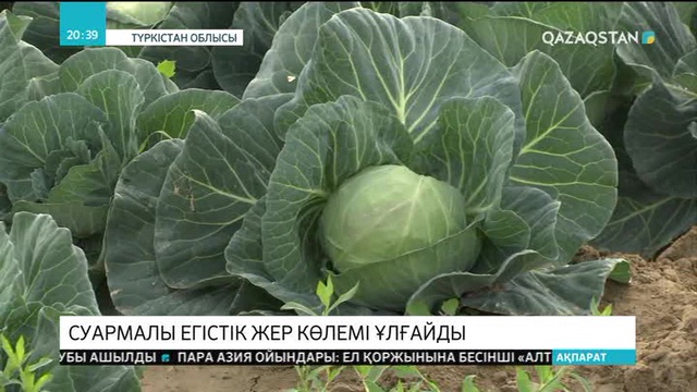 Түркістан облысында суармалы егістік жер көлемі ұлғайды