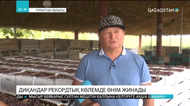 Түркістан облысында диқандар рекордтық көлемде өнім жинады