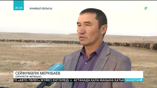 Жамбылдық шаруалар Қаракөл қойын өсіруді қайта қолға алды