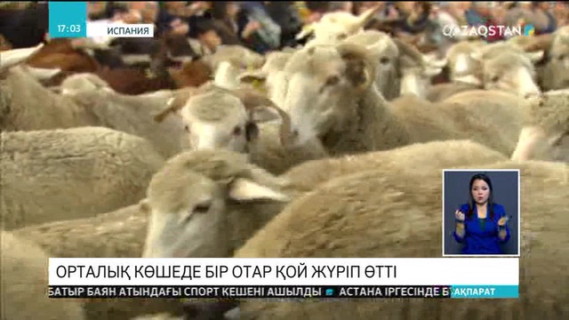 Мадридте орталық көшемен бір отар қой жүріп өтті