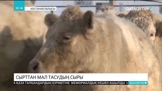 Биыл Қостанай облысының шаруалары шетелден 1850 бас асылтұқымды ірі қара сатып алмақ