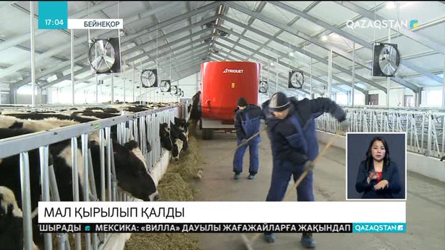 Атырау облысындағы фермада мал қырылып қалды