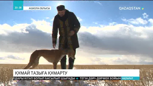 Ресей кинологтар ұйымы қазақ тазысын «ортаазиялық борзая» деген атпен тіркеп алмақ