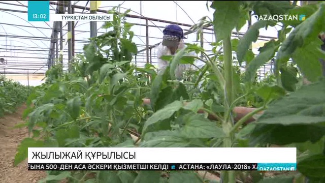 Түркістан облысында Польша инвесторлары жылыжай құрылысын бастады