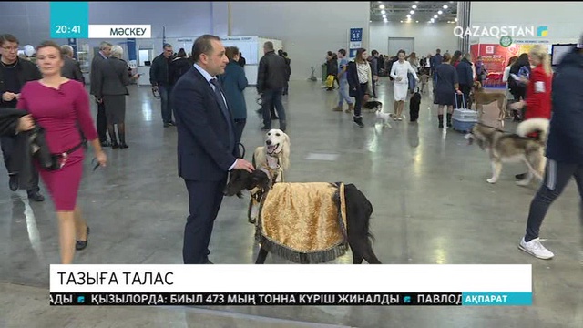 Ресей тарапы қазақтың құмай тазысын «Азиялық тазы» деген атаумен тіркетуі мүмкін