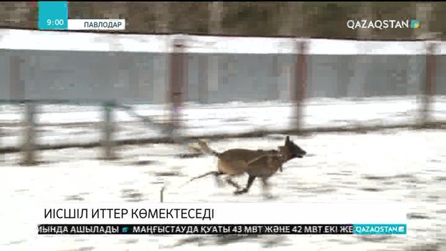 Павлодардың шалғай орналасқан бес ауданының Ішкі істер бөлімі енді иісшіл иттердің көмегіне жүгінеді