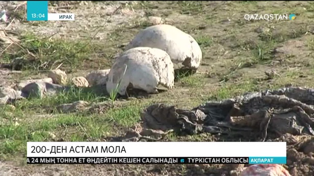 Иракта «ДАИШ»-тан азат етілген аудандардан 200-ден астам мола табылды