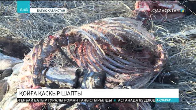 БҚО-да қойға қасқыр шапты